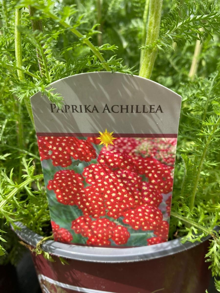 Achillea Yarrow 'Paprika' 1G