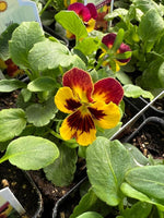 Violas