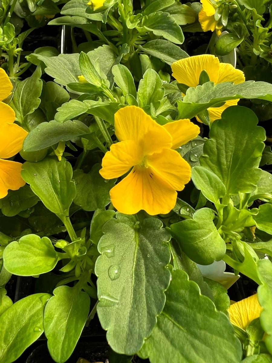Watson's Greenhouse 
