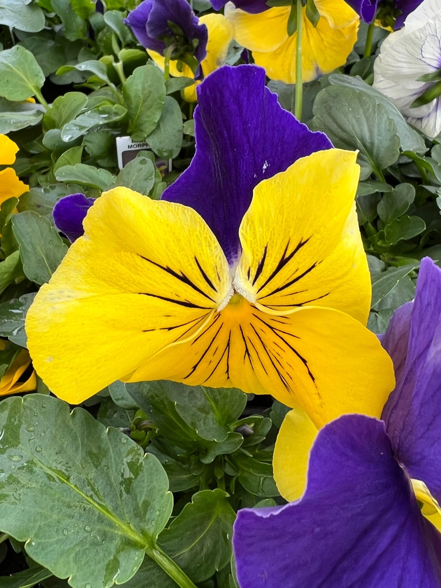Pansies