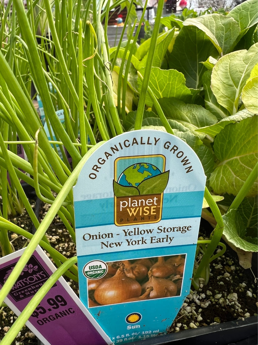 Organic Jumbo Pack | Onion Yellow