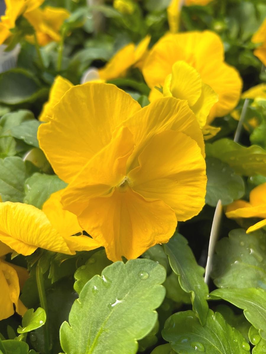 Pansies