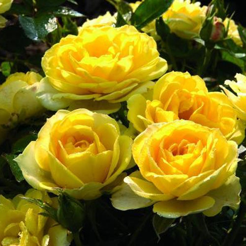 Mini Rose | Sunblaze Yellow
