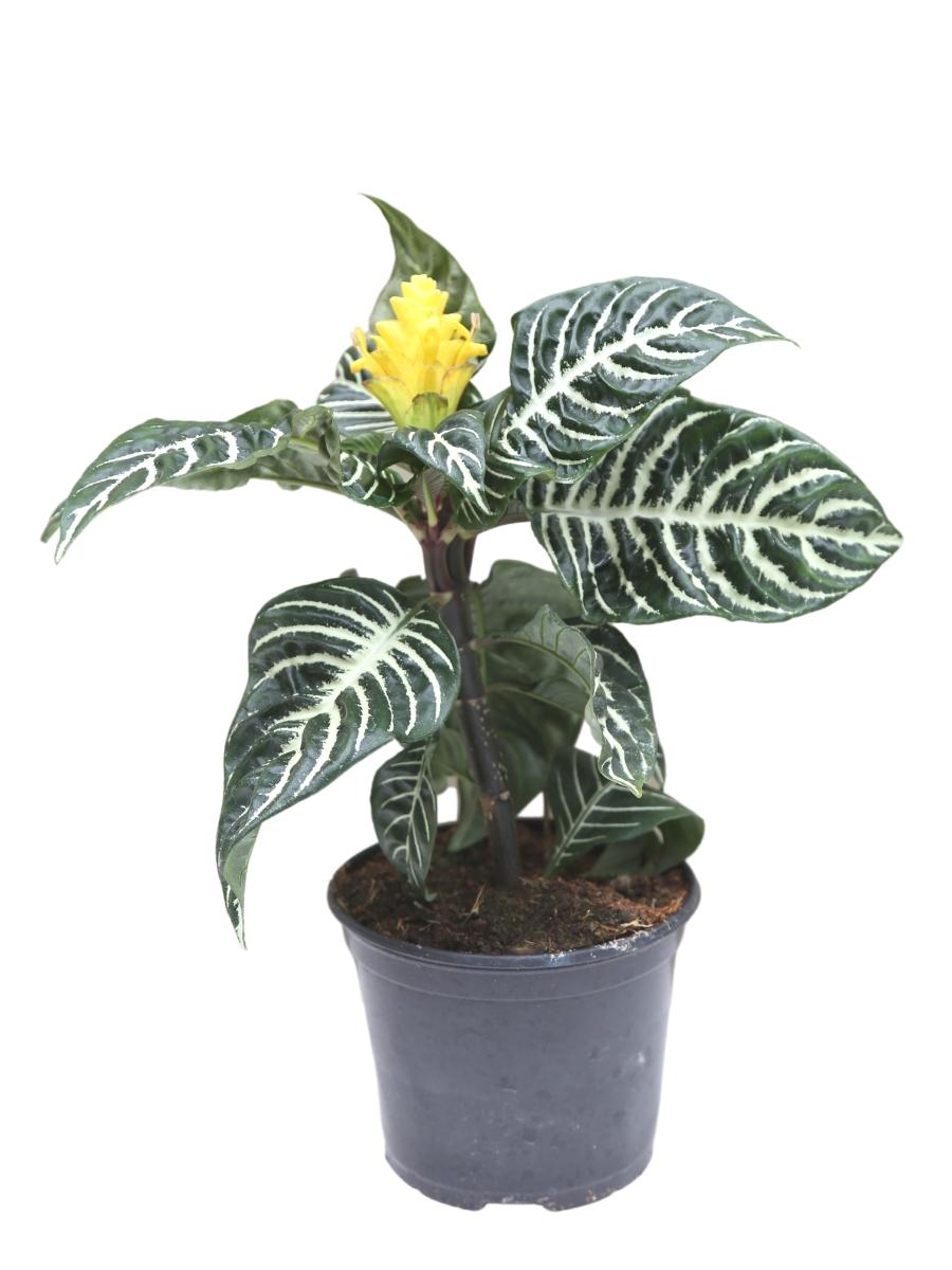 Aphelandra Zebra Plant