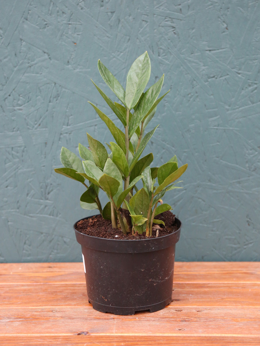 Zamioculcas ZZ Plant